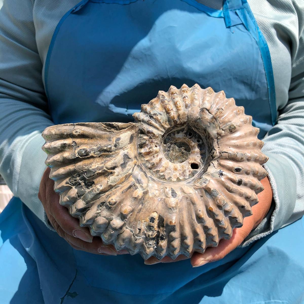 3.74LB Natural Beautiful Ammonite Fossil Conch Crystal Specimen Healing 5389