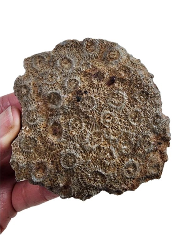 Petoskey Stone Natural Coral Morocco 130.7 grams.