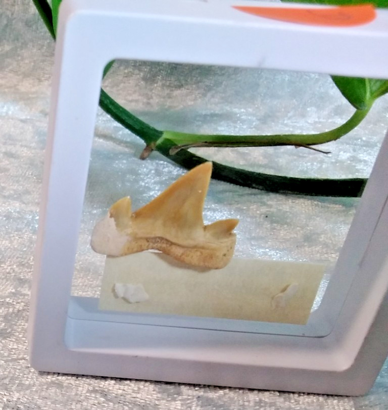 Mackerel Shark Tooth ~ Cretolamna Maroccana, 70 MYO, Morroco ~ Display 7cm (A)