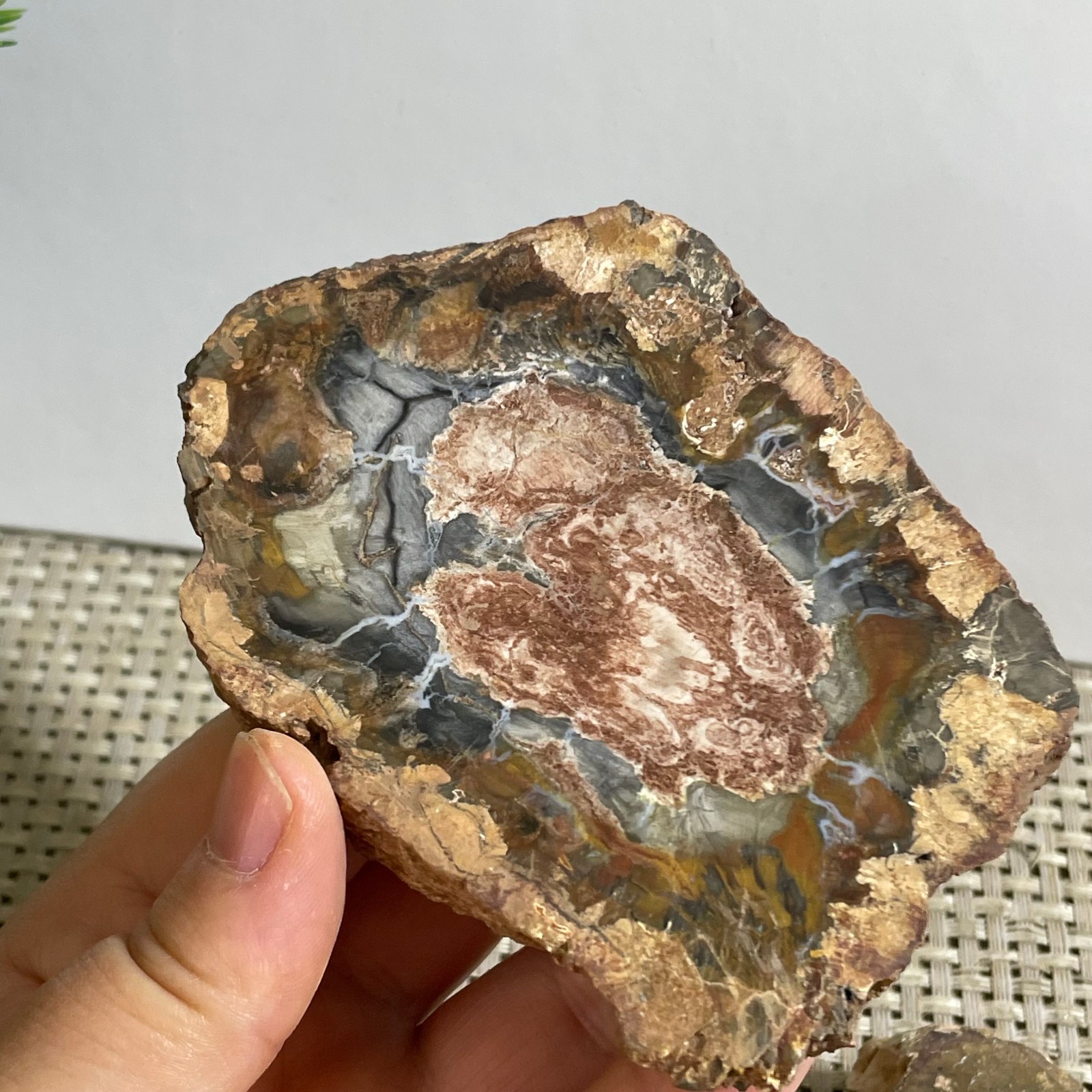 Natural Polished Petrified Wood Crystal Slice Madagascar 165g