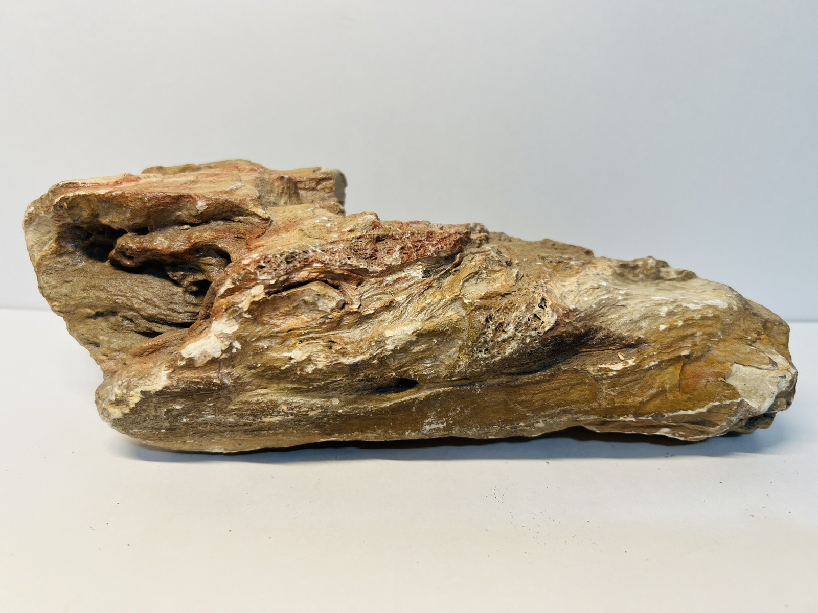 Petrified Wood – Reds – Great Natural Detail – 9 Inches- 2 Pounds 10 Ounces