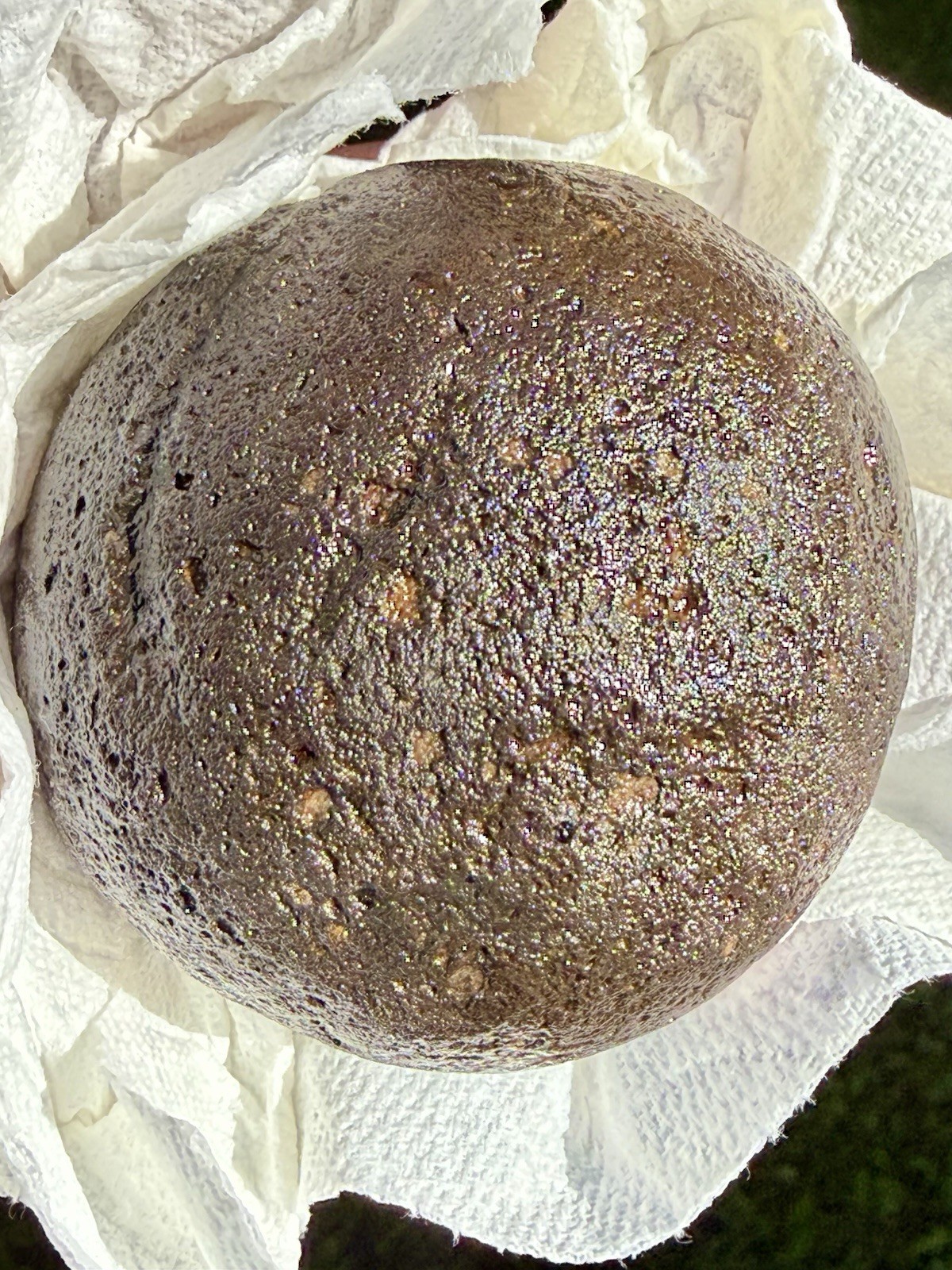 NATURAL SPHERICAL RHYOLITE OR SANDSTONE? CONGLOMERATE ROUND SPHERE STONE ROCK CA