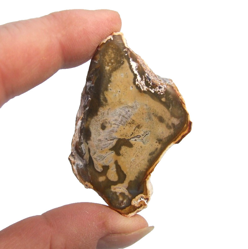 Fossil Petrified Wood Slice Madagascar Polished 5.5cm x 3.5cm 19g
