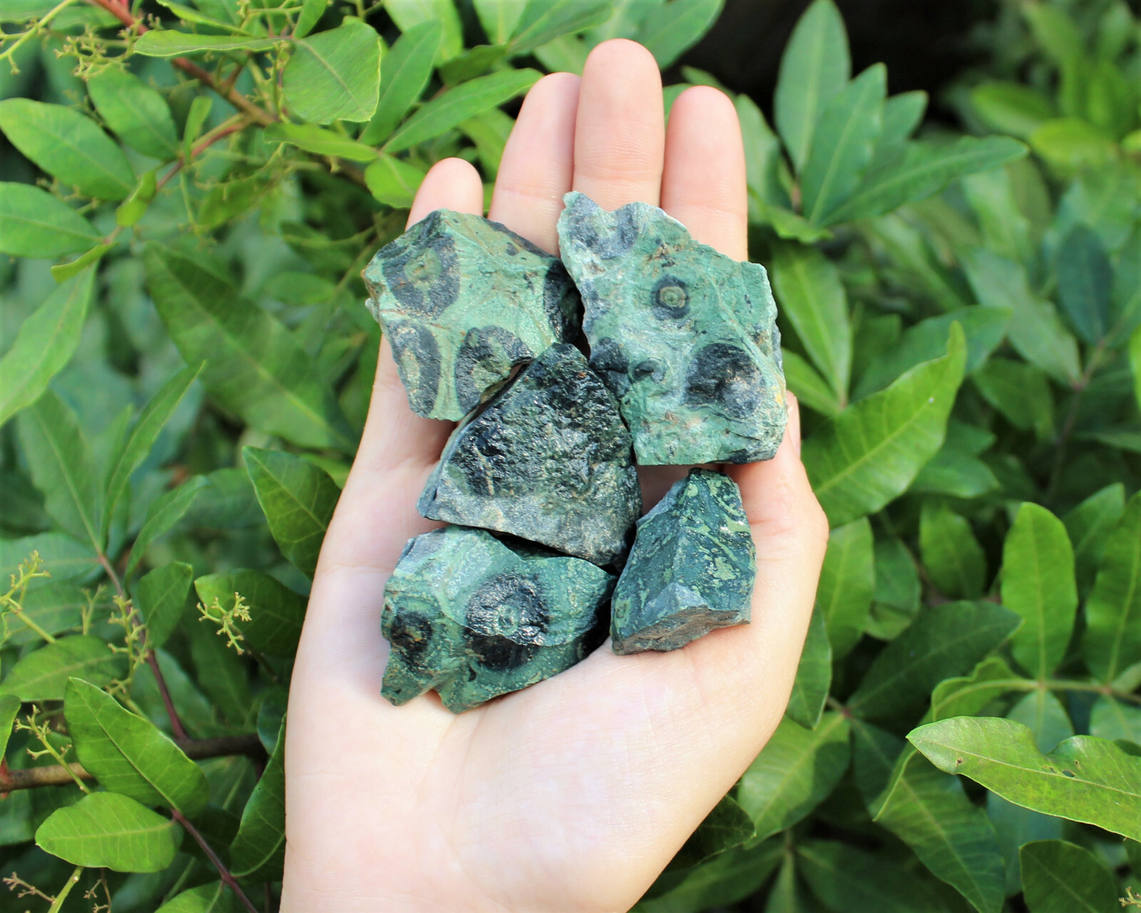 Kambaba Jasper Rough Natural Stones Bulk Wholesale Lots (Raw Crocodile Jasper)