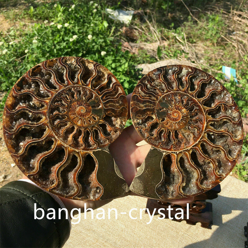 1pc Natural ammonite fossil conch Crystal specimen healing Home decoration+stand