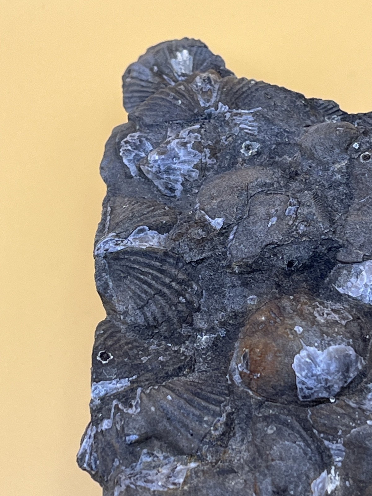 Stone with Dozens of Brachiopod/Scollop Sea Shell Fossils