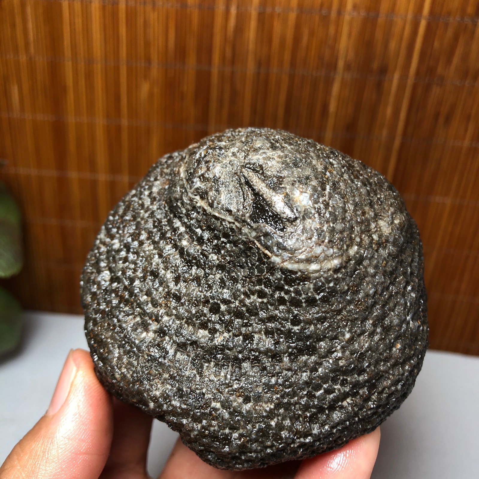 73mm Rare Rugose Coral Slab original Actinocyathus Morocco 291g AA9419