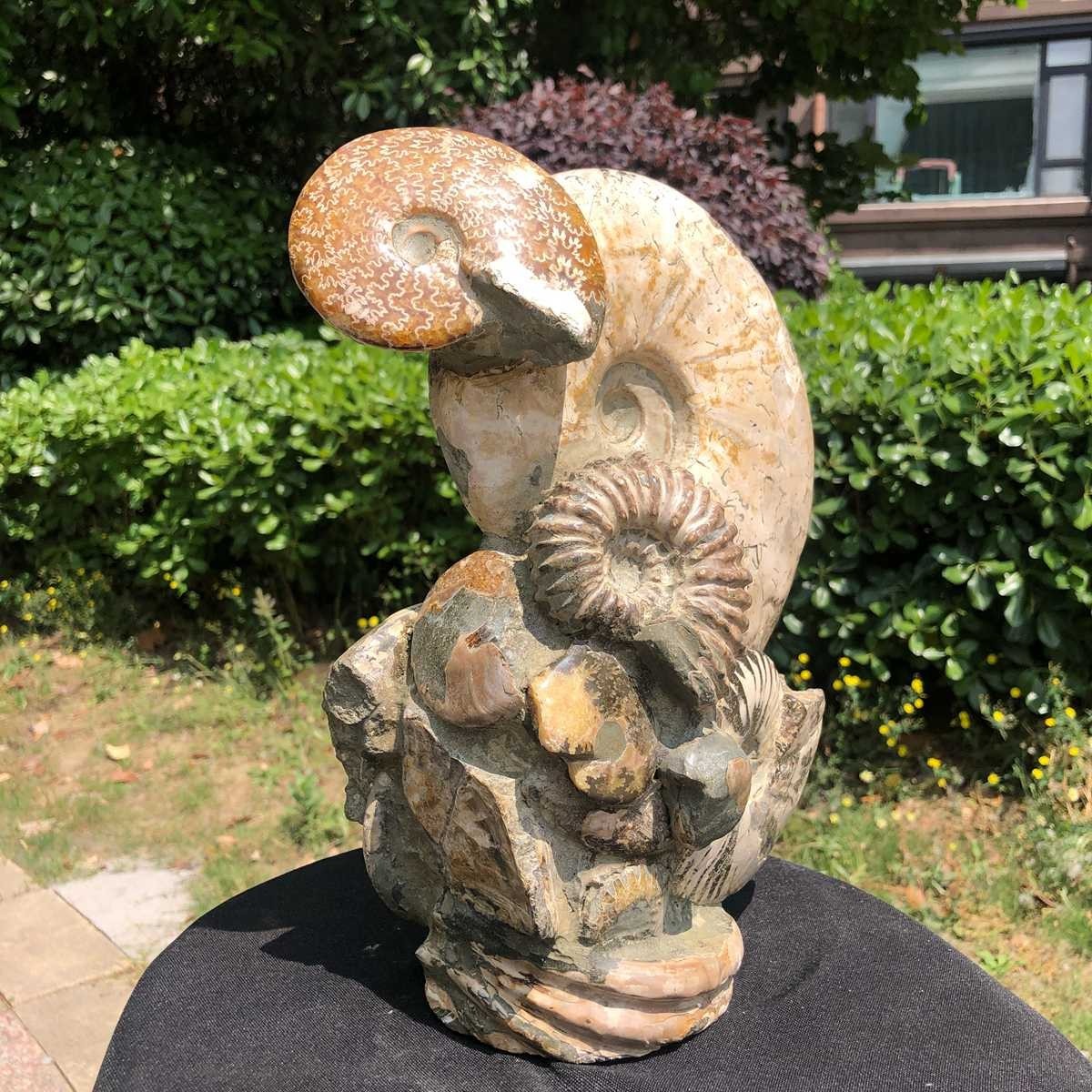 11.61LB Natural Multi Ammonite Cluster Fossil Specimen Healing Crystal Display