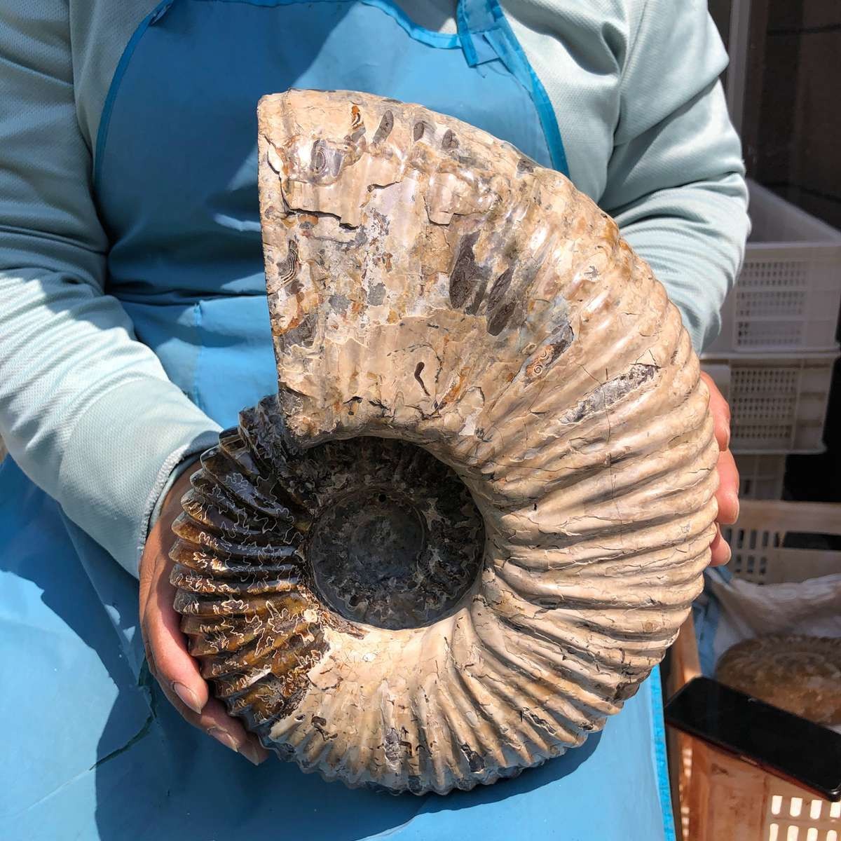17.75LB Natural Beautiful Ammonite Fossil Conch Crystal Specimen Healing 5386
