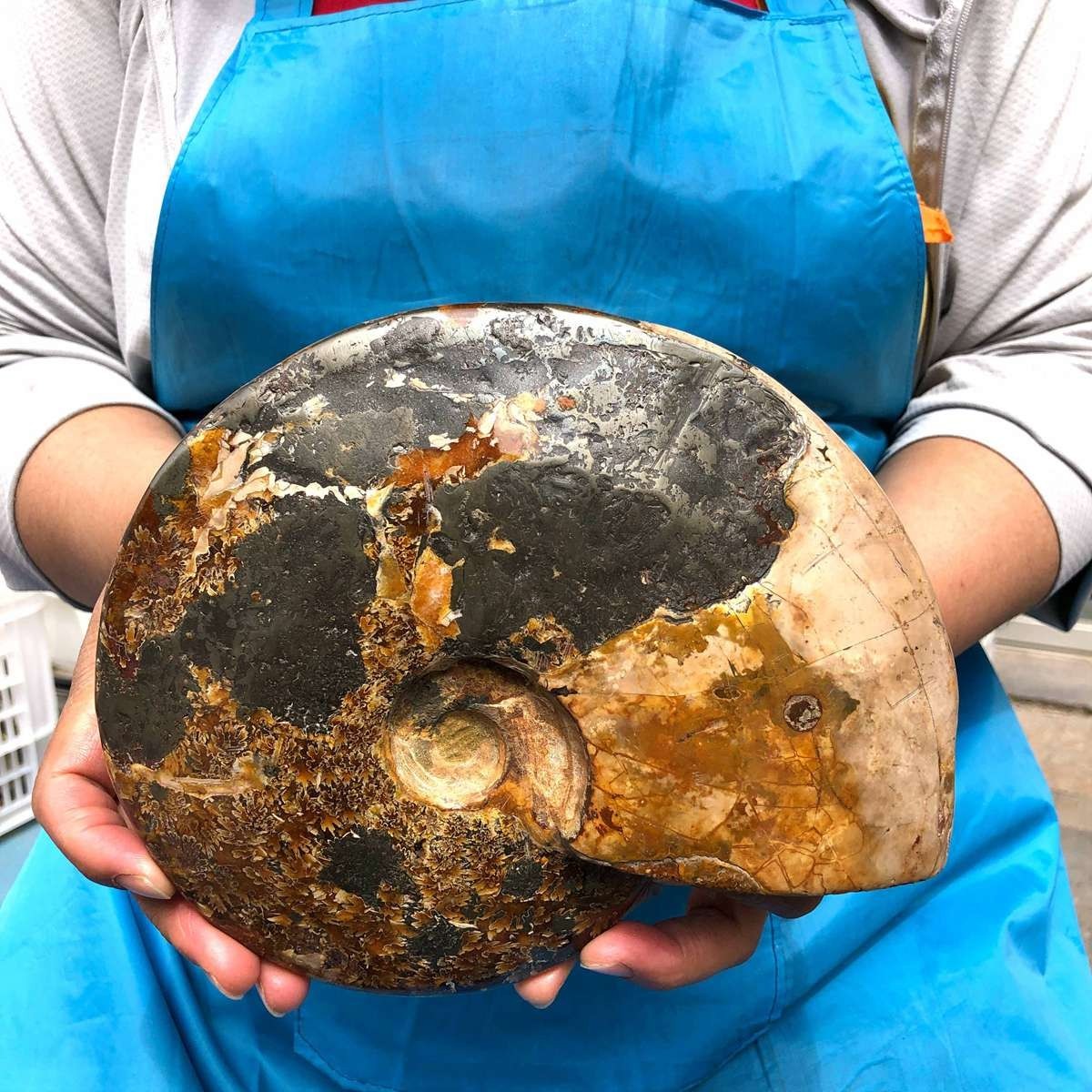 4.99LB Rare! Natural Tentacle Ammonite Specimen Healing Madagascar