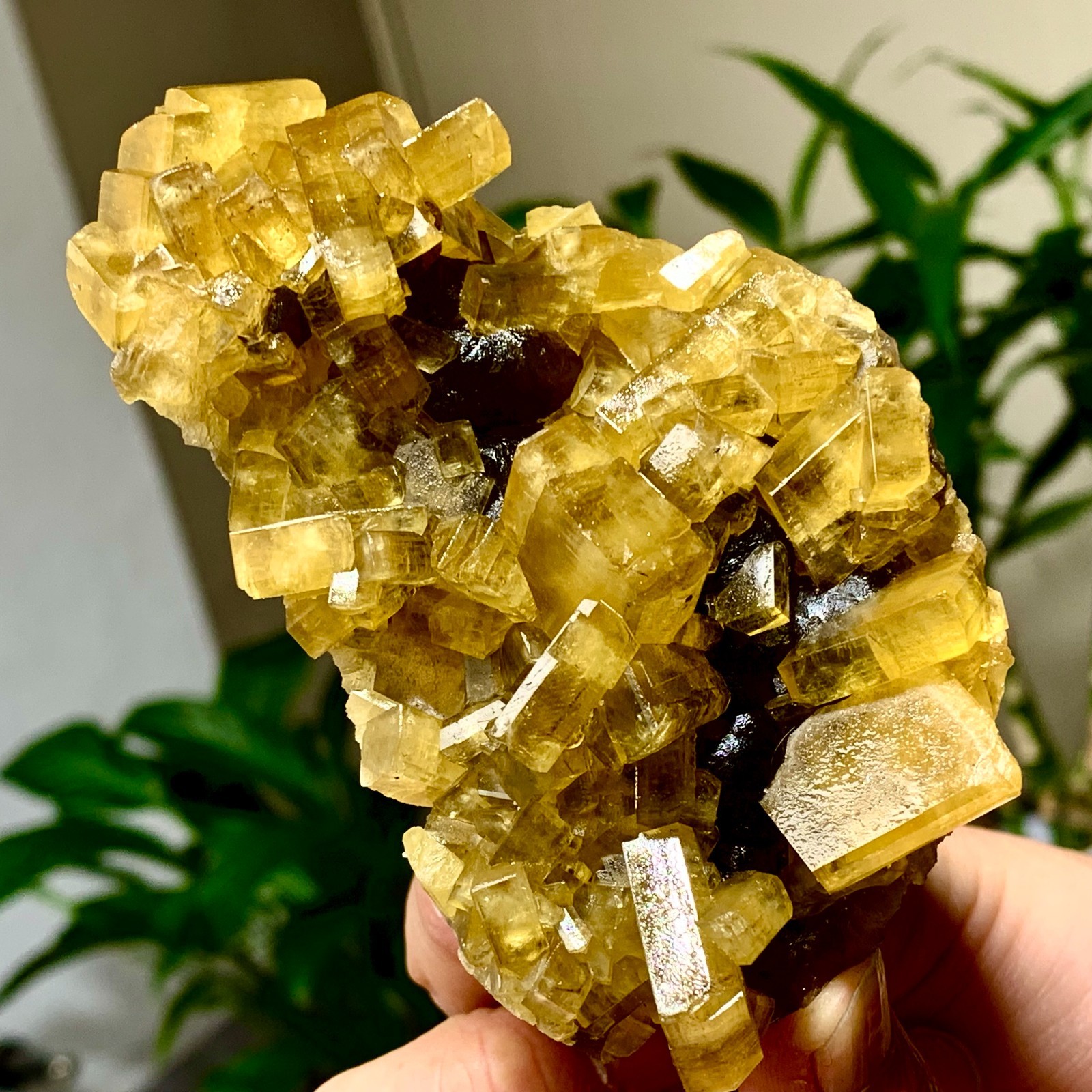 300G Shiny Golden Cuboid Barite Crystal Based on the Purple Spherical Fluorite