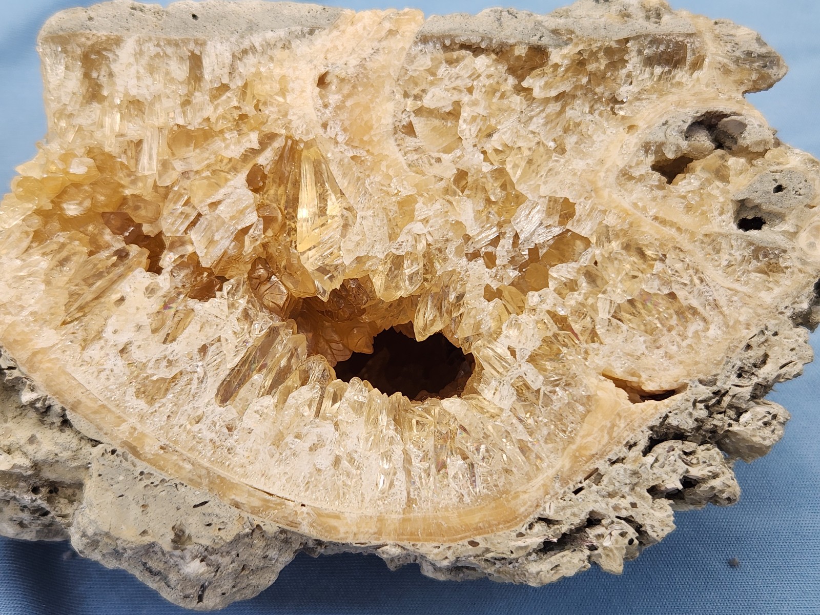 HUGE Calcite CRYSTAL WHELK Shell Fossil Rucks Pit Florida dogtooth CUT POLISHED