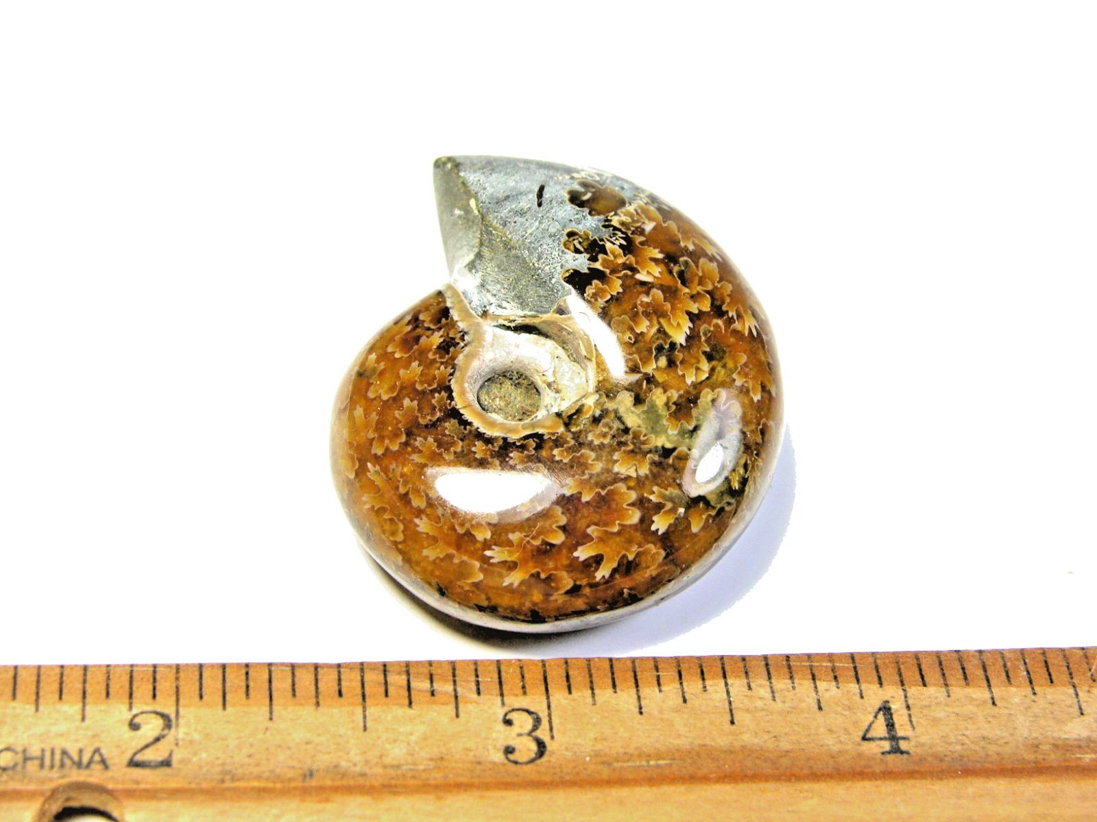 Ammonite fossil polished 1 1/2″ + showing suture lines Madagascar ms17