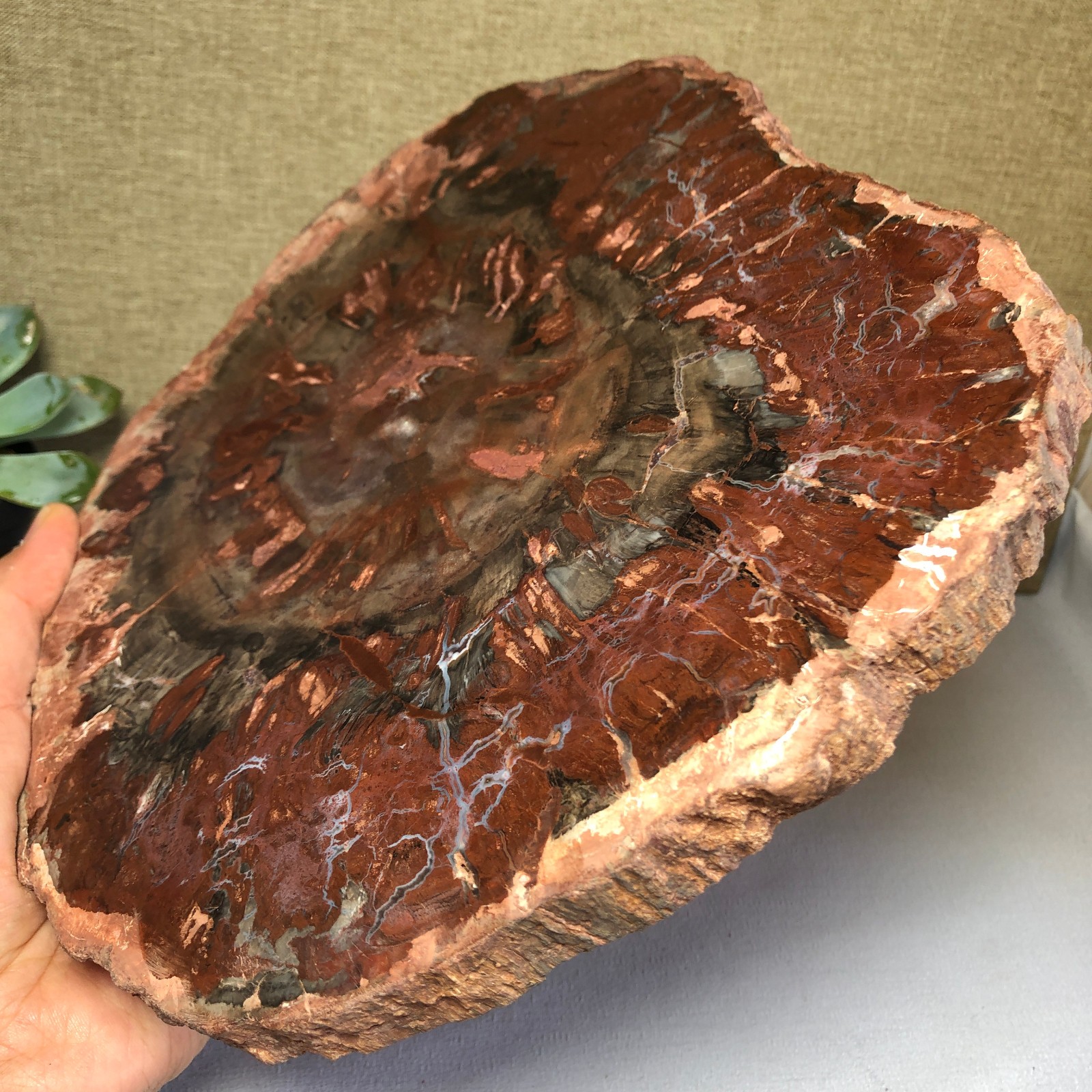 1.58kg natural Beautiful Petrified Wood Crystal mineral Slice Specimens g7689