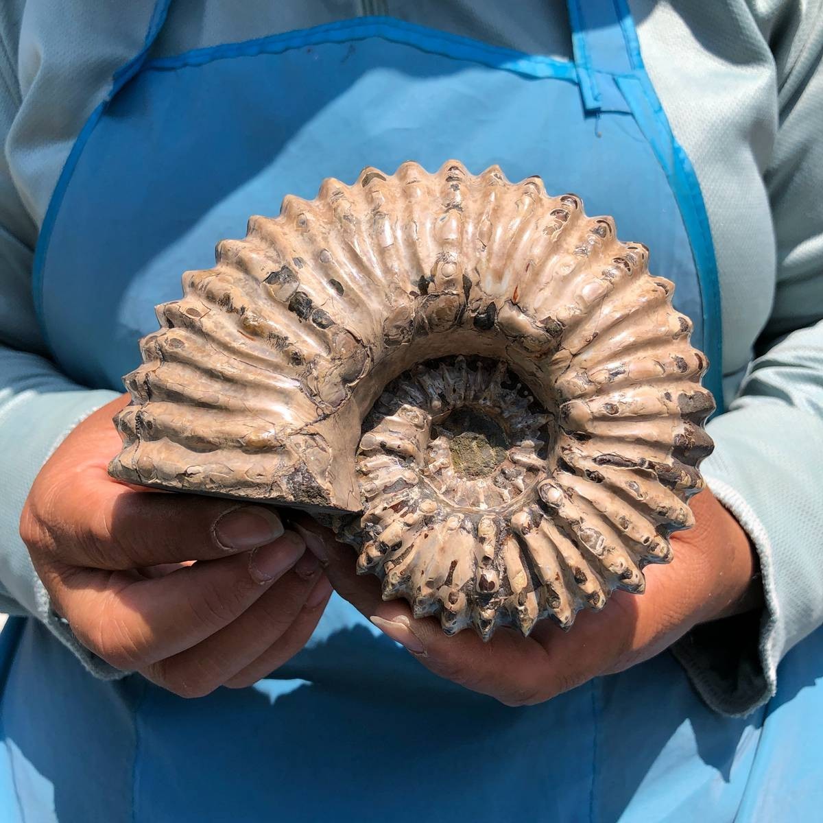 7.15LB 3pc Rare! Natural Tentacle Ammonite Specimen Healing Madagascar