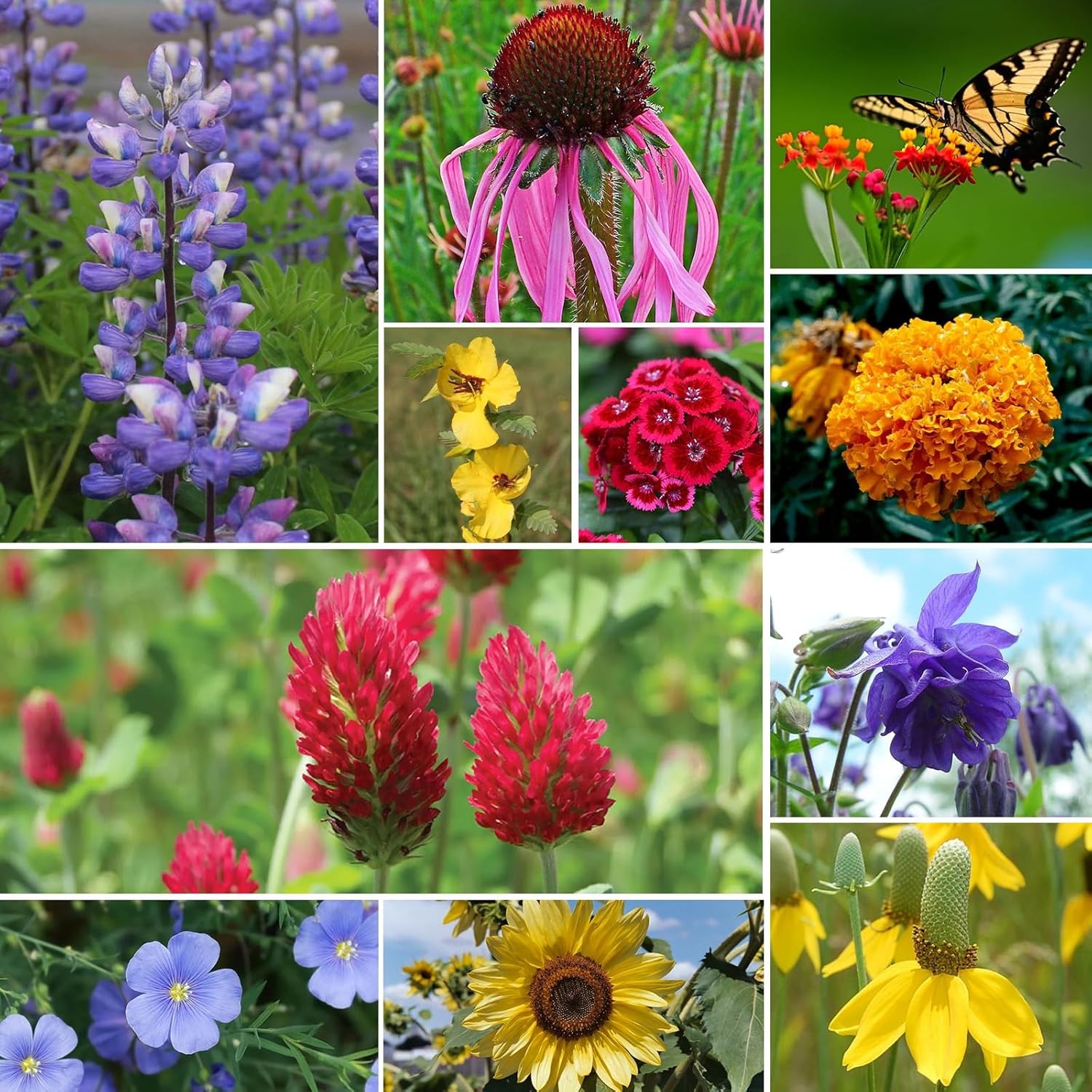 All Perennial Wildflower Seeds Bulk, 1/4 Lb, 100,000+ Seeds, 26 Variety Mix with