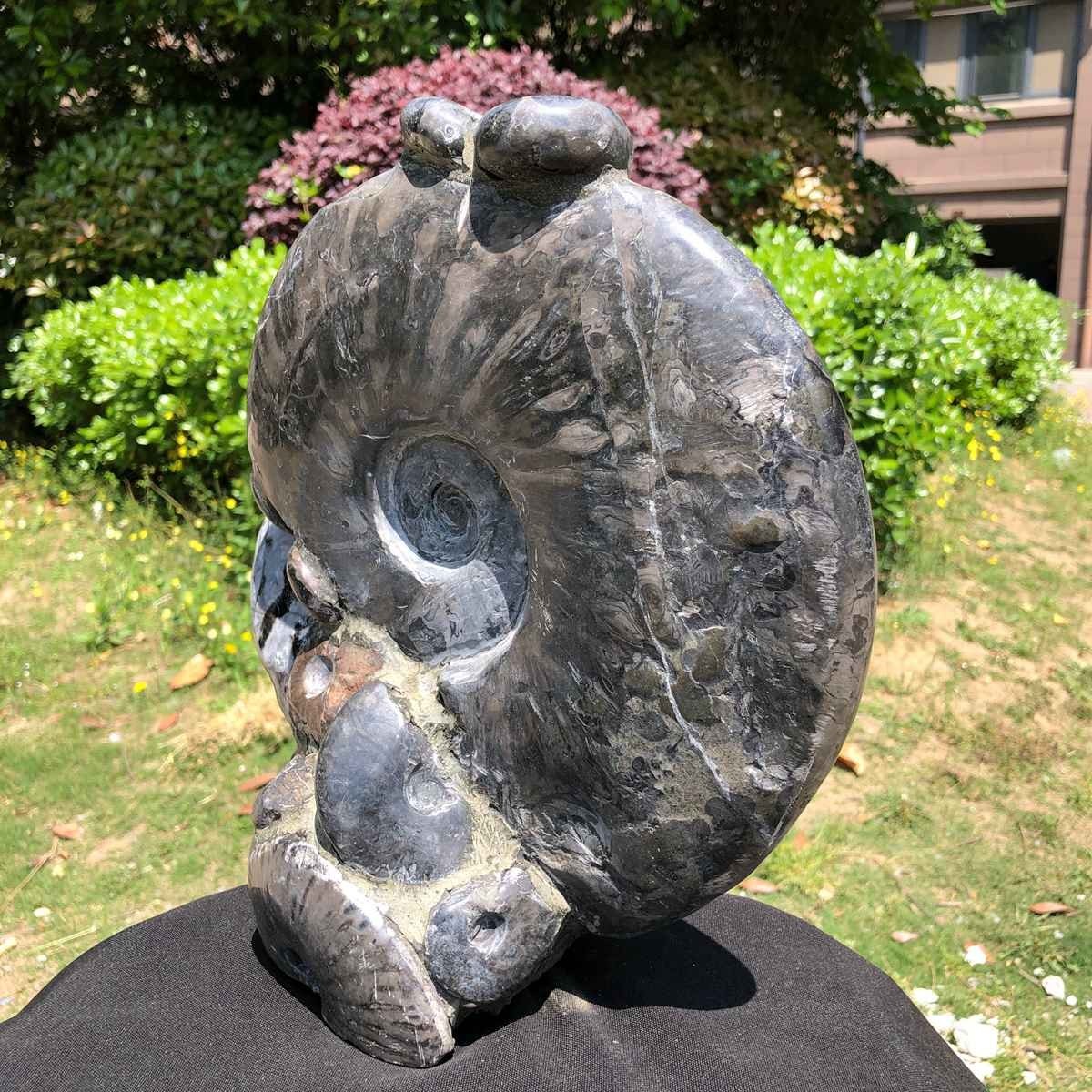 15.24LB Natural Beautiful Ammonite Fossil Conch Crystal Specimen Healing 5100