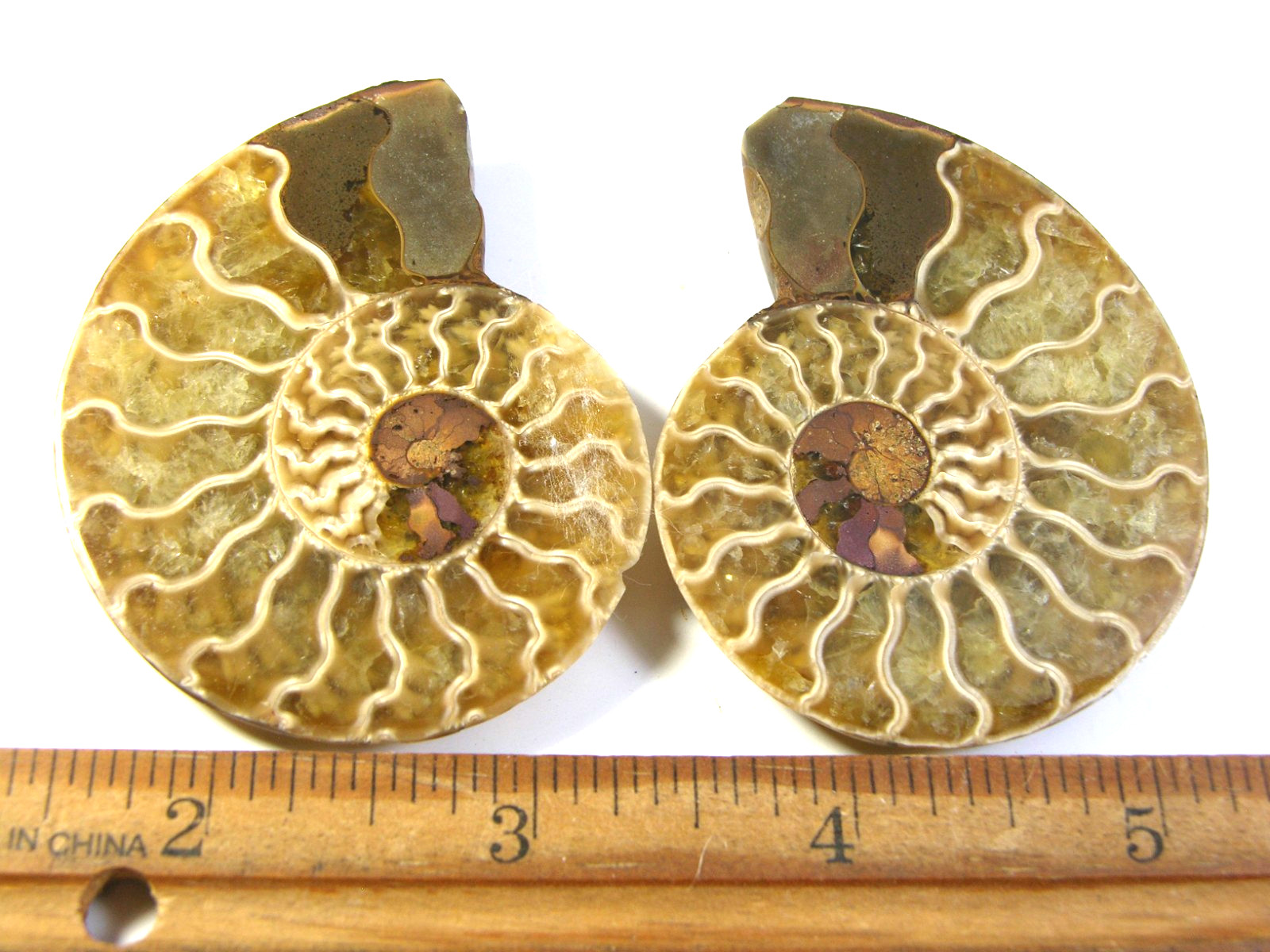 Ammonite fossil polished 2.5×2″ + showing suture lines Madagascar ms74