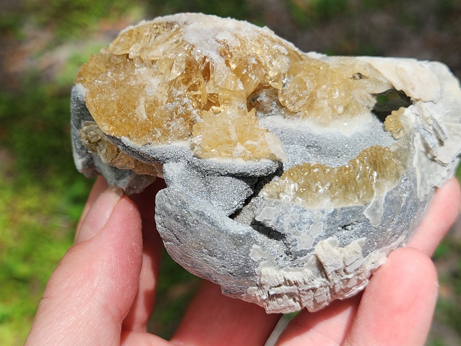 CALCITE CRYSTAL WHELK Shell Fossil Rucks Pit Florida dogtooth UV honey cluster