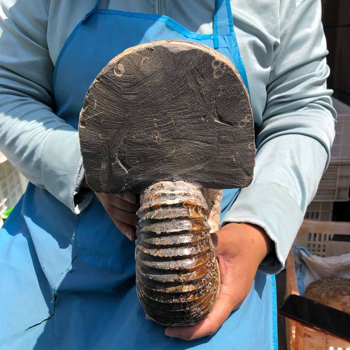 17.75LB Natural Beautiful Ammonite Fossil Conch Crystal Specimen Healing 5386