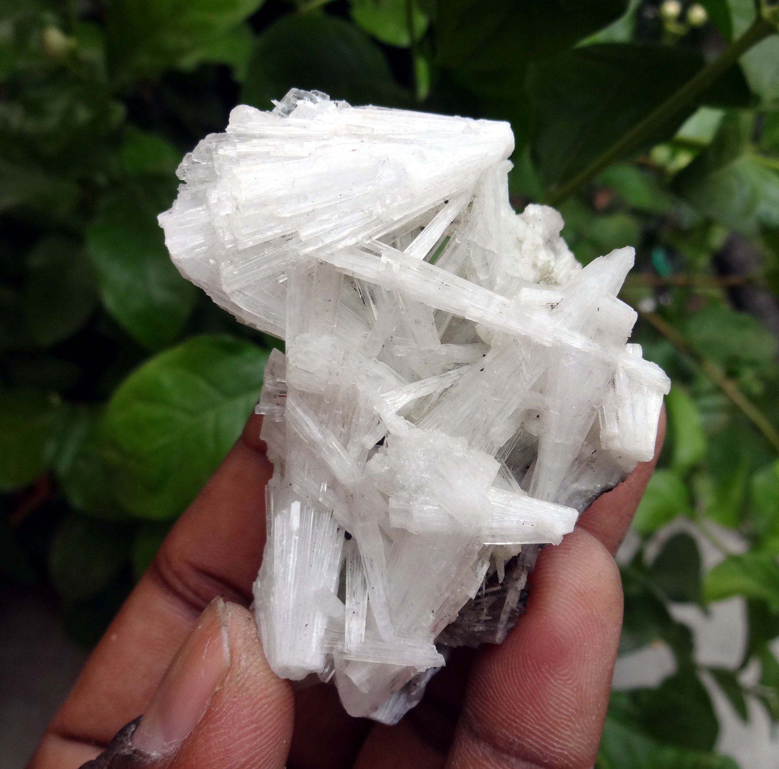 scolecite spray formation minerals specimen j-6