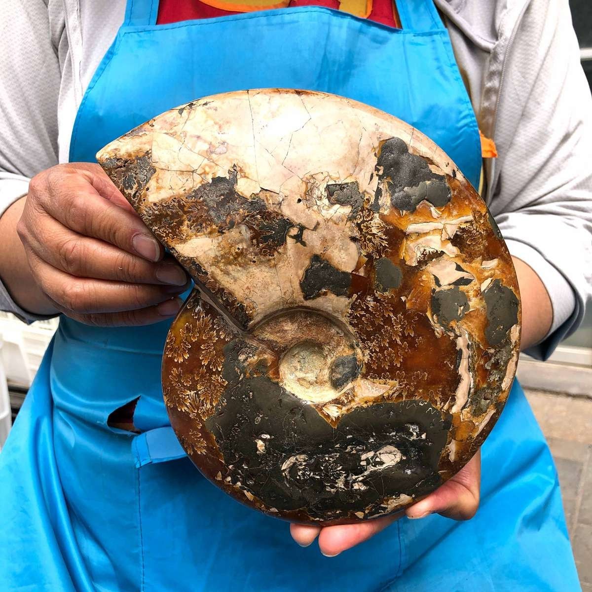 4.99LB Rare! Natural Tentacle Ammonite Specimen Healing Madagascar