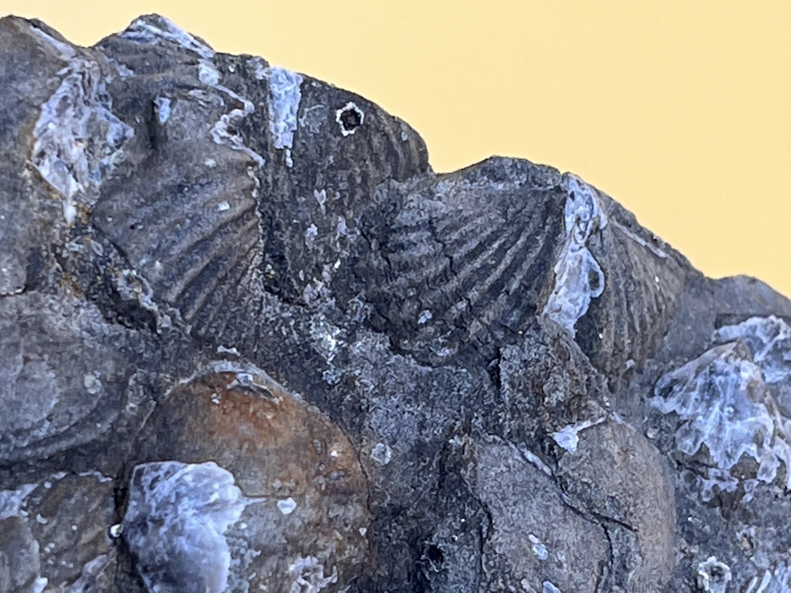 Stone with Dozens of Brachiopod/Scollop Sea Shell Fossils