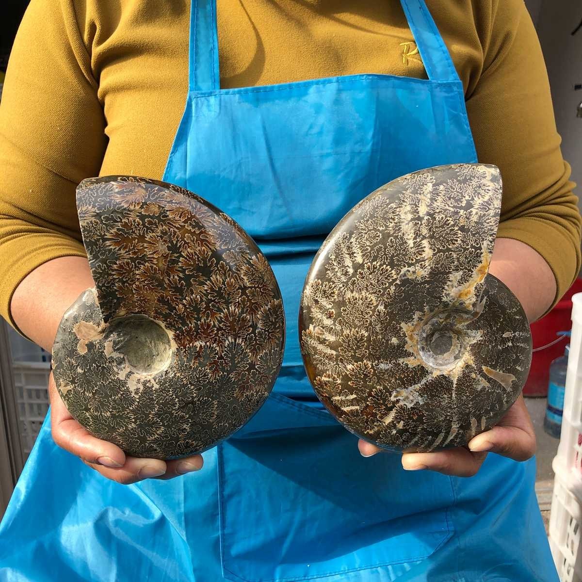 3.91LB 2pc Natural Tentacle Ammonite Fossil Specimen Shell Healing Madagascar