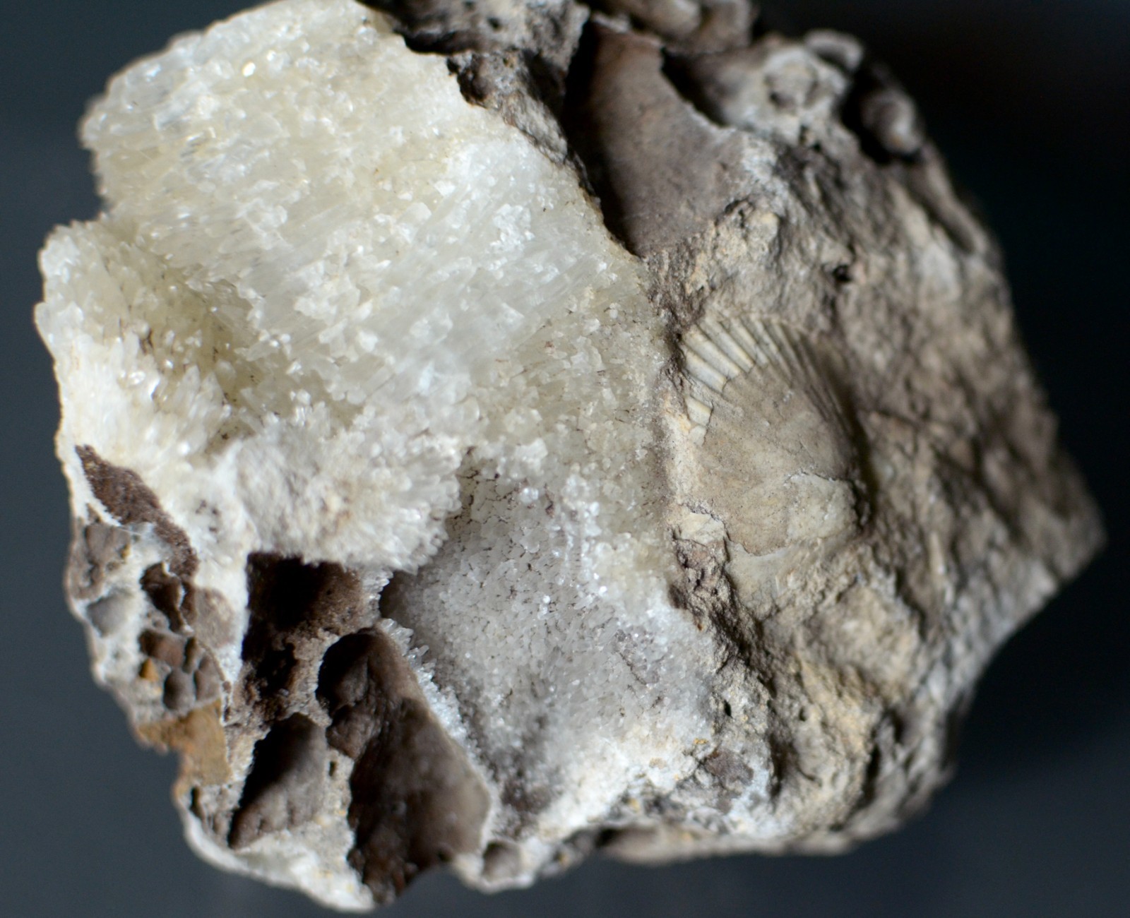 Fluorescent Aragonite Needle Spray in Fossil Matrix | Crystal River, Florida