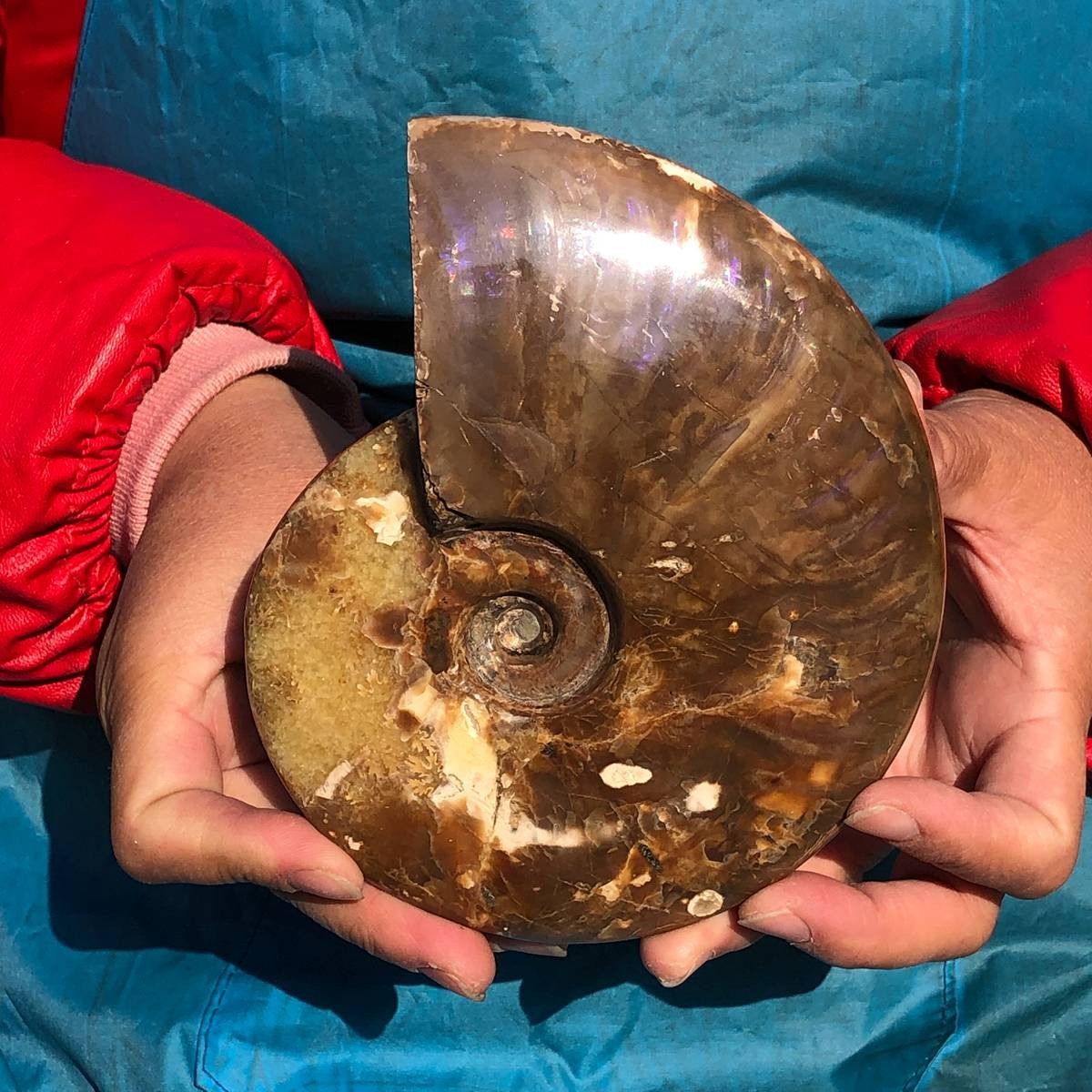 2pcs 3.65LB Natural Horn Screw Fossil Ammonite Conch Crystal Specimen Healing
