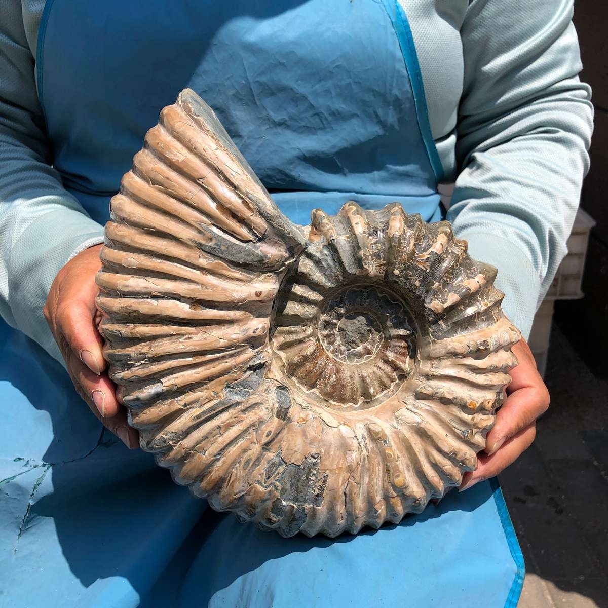 10.45LB Natural ammonite fossil conch Crystal specimen healing decor