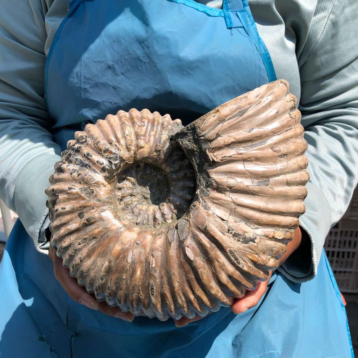 8.91LB Large Natural Beautiful Ammonite Fossil Conch Crystal Specimen Healing