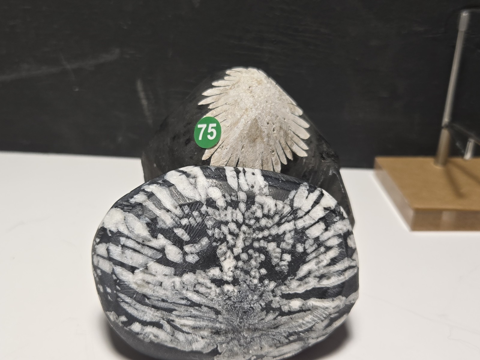 GORGEOUS SET OF (2) CHRYSANTHEMUM STONE freeform Mountain top/palmstone G75