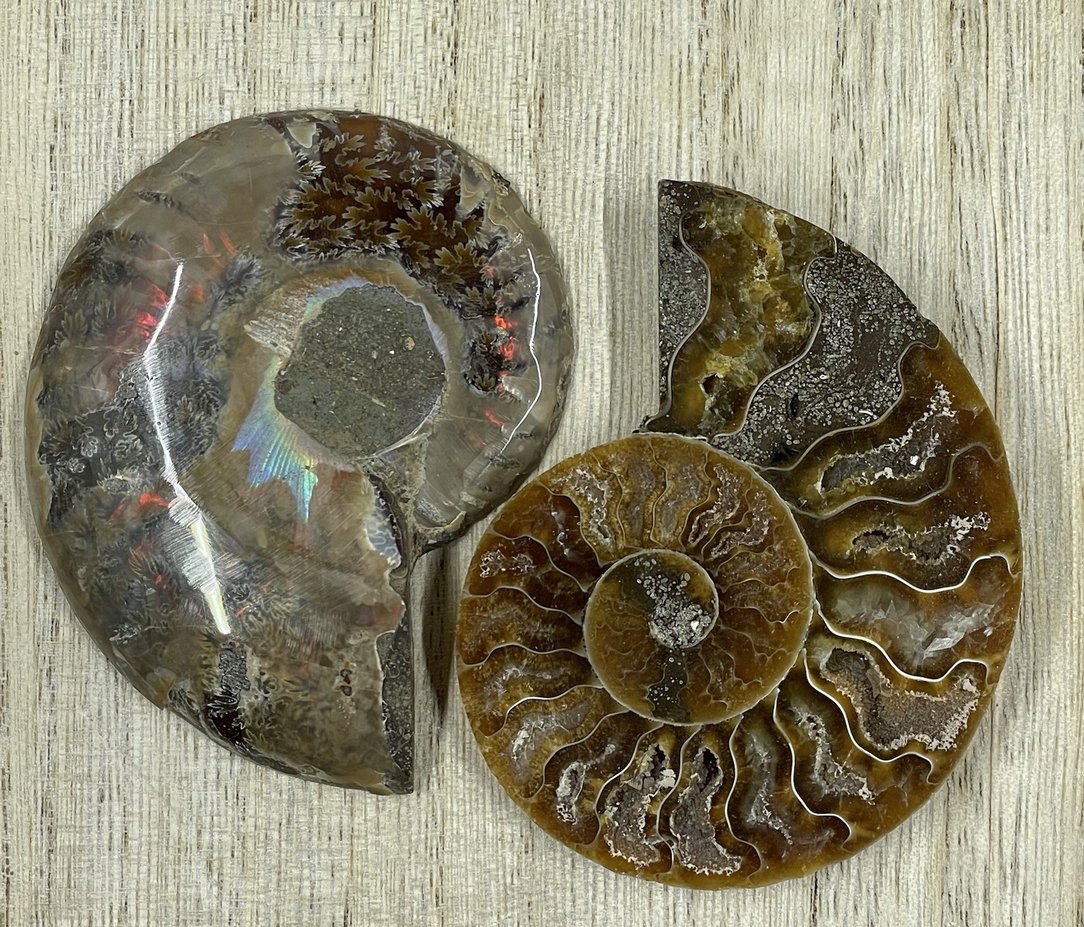 Natural Ammonite Fossil Conch quartz Crystal Specimen