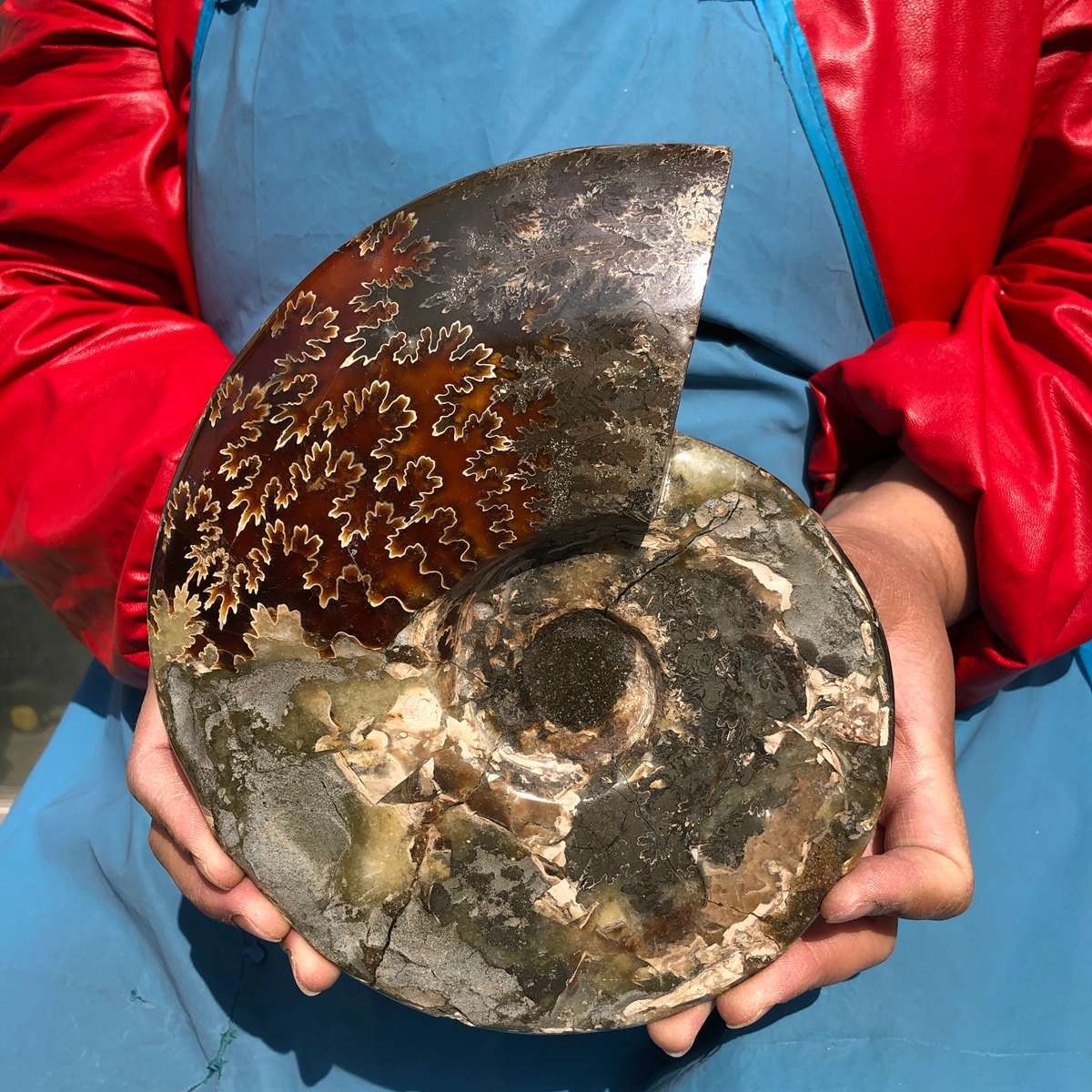 3.65LB AAA Natural Polished Ammonite Fossil with Suture Detail healing