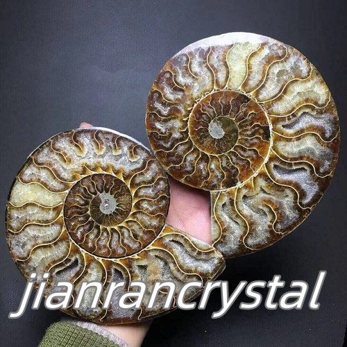 TOP Natural Ammonite Fossil Conch Crystal Specimen Healing Care A pair 200g+