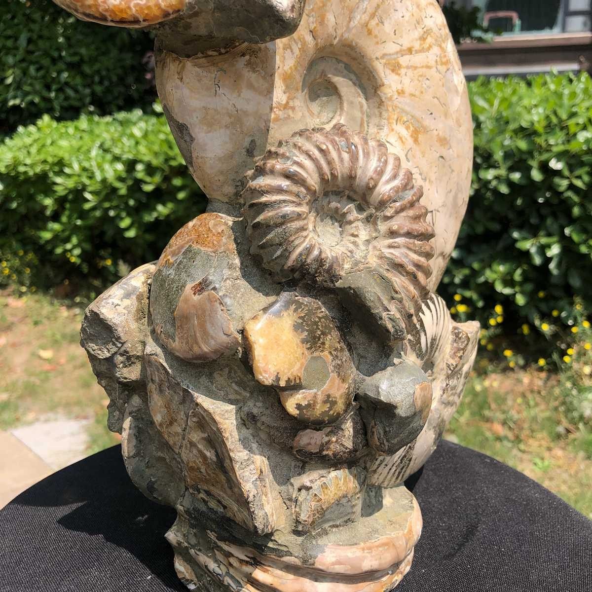 11.61LB Natural Multi Ammonite Cluster Fossil Specimen Healing Crystal Display