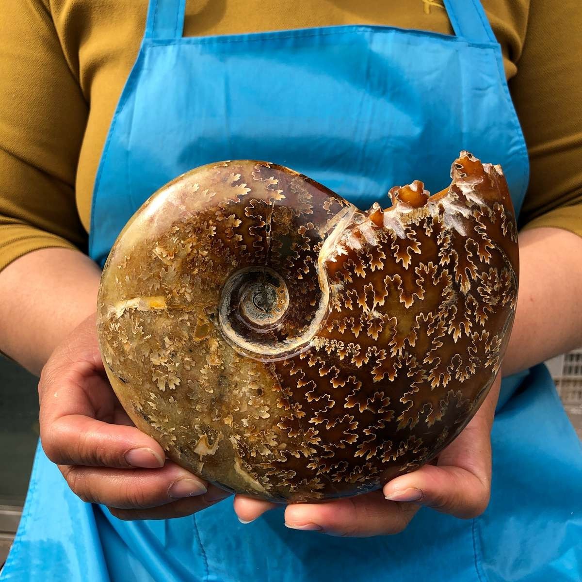 2pcs 3.47LB Natural Beautiful Ammonite Fossil Conch Crystal Specimen Healing