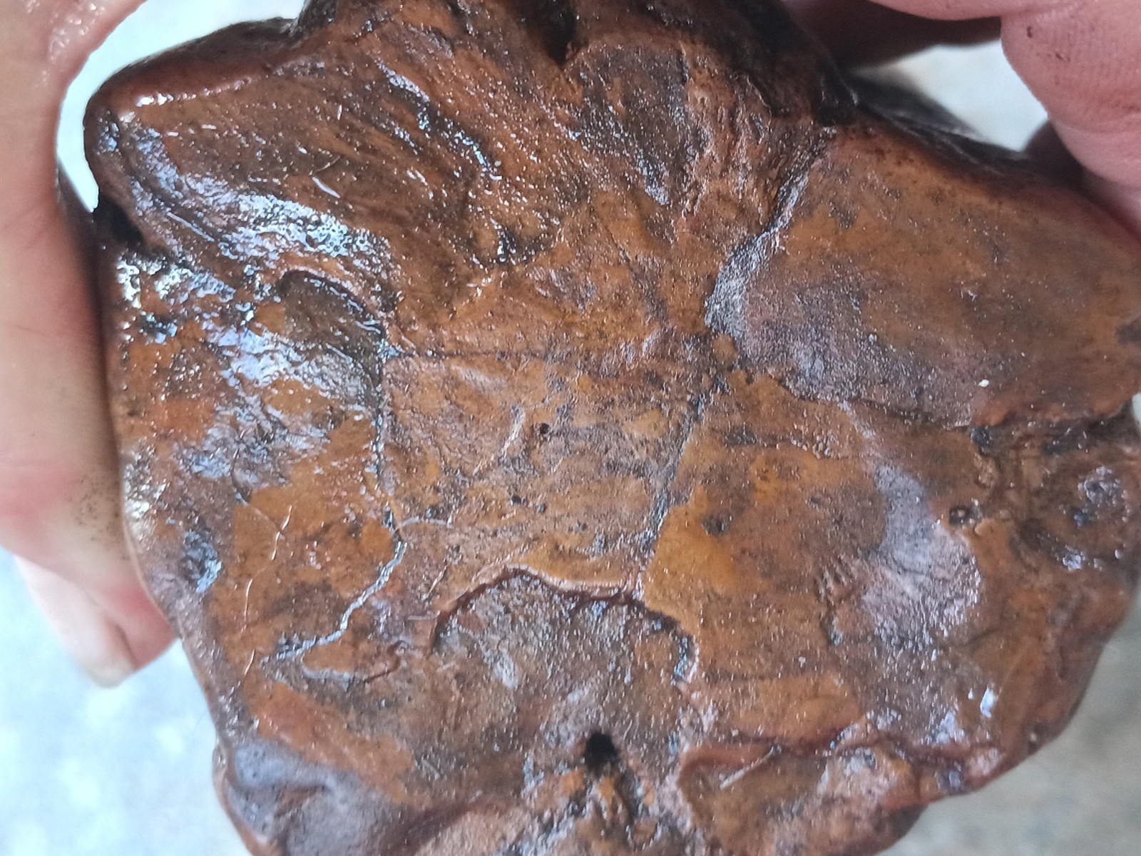 Petrified Wood Log Fossil 6 ” Yellow Creek Mississippi United States