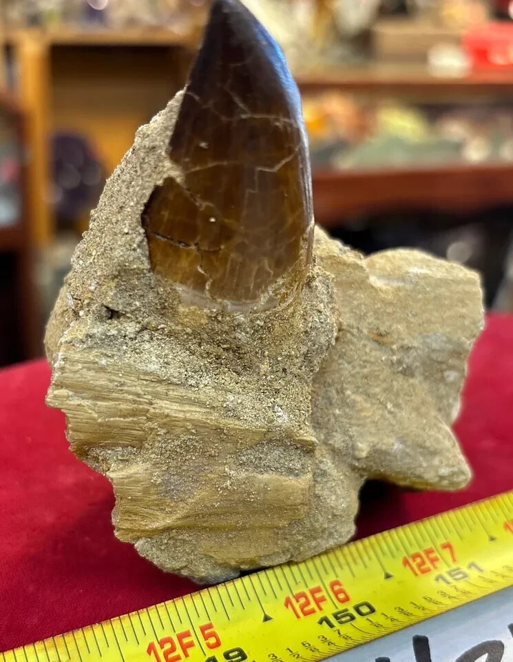 245g Mosasaurus Tooth in Matrix Excellent Condition – Utah, US
