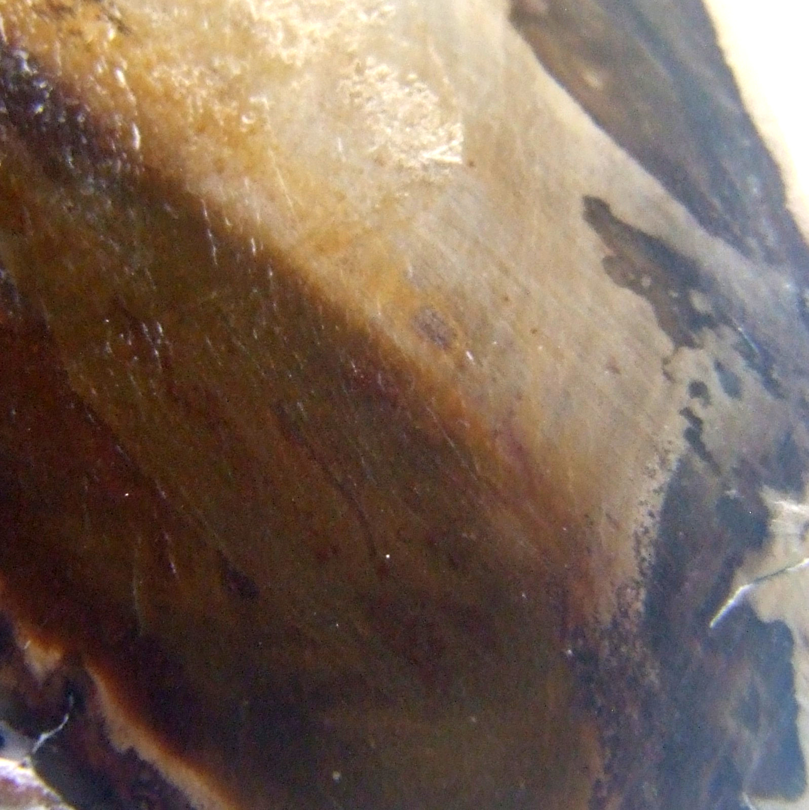 Fossil Petrified Wood Slice Madagascar Polished 4.5cm x 3cm 14g