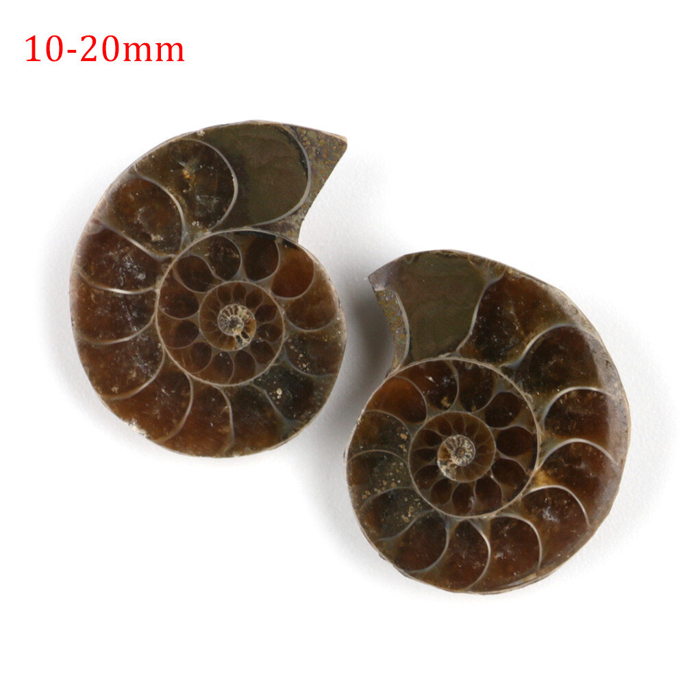 2pcs 10-20mm Half Cut Natural Ammonite Shell Fossil Specimen Madagascar Collect