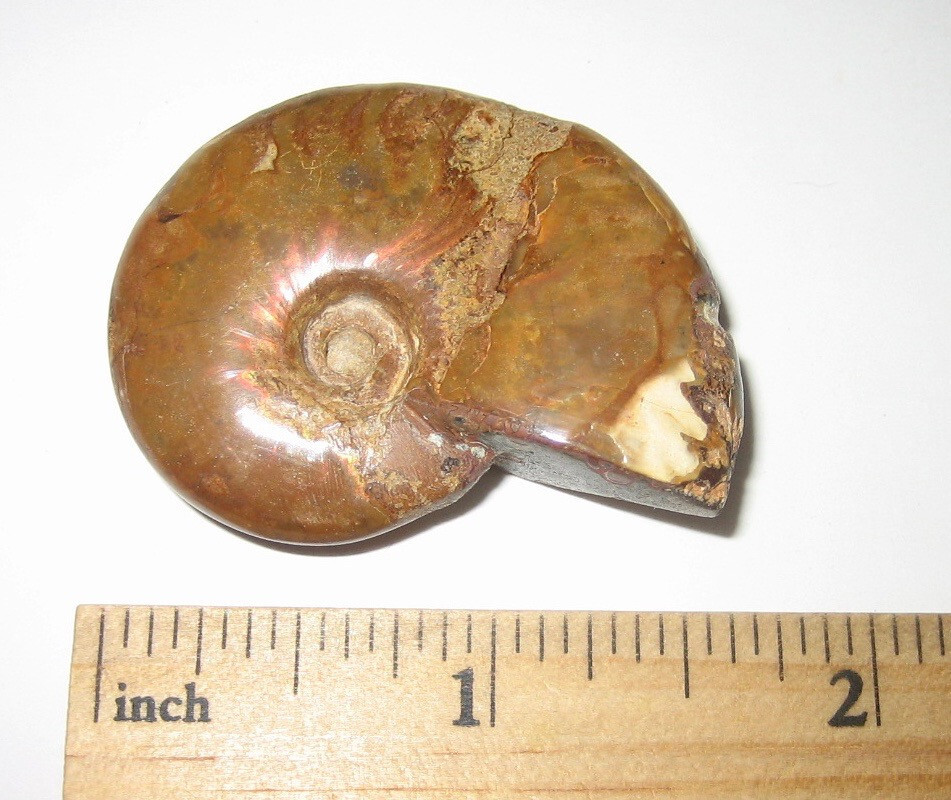 1.6″ POLISHED NATURAL OPALIZED AMMONITE FOSSIL OCEAN SEA SHELL MADAGASCAR 21g *1