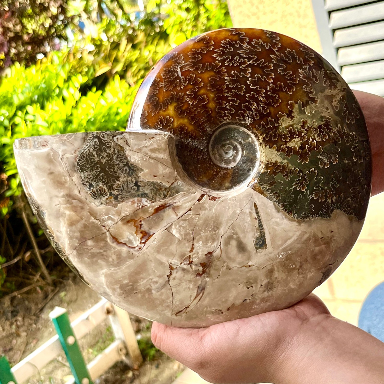 Polished Madagascar Ammonite Fossil Natural Gemstone Spiral Shell Decor 6.3 lb