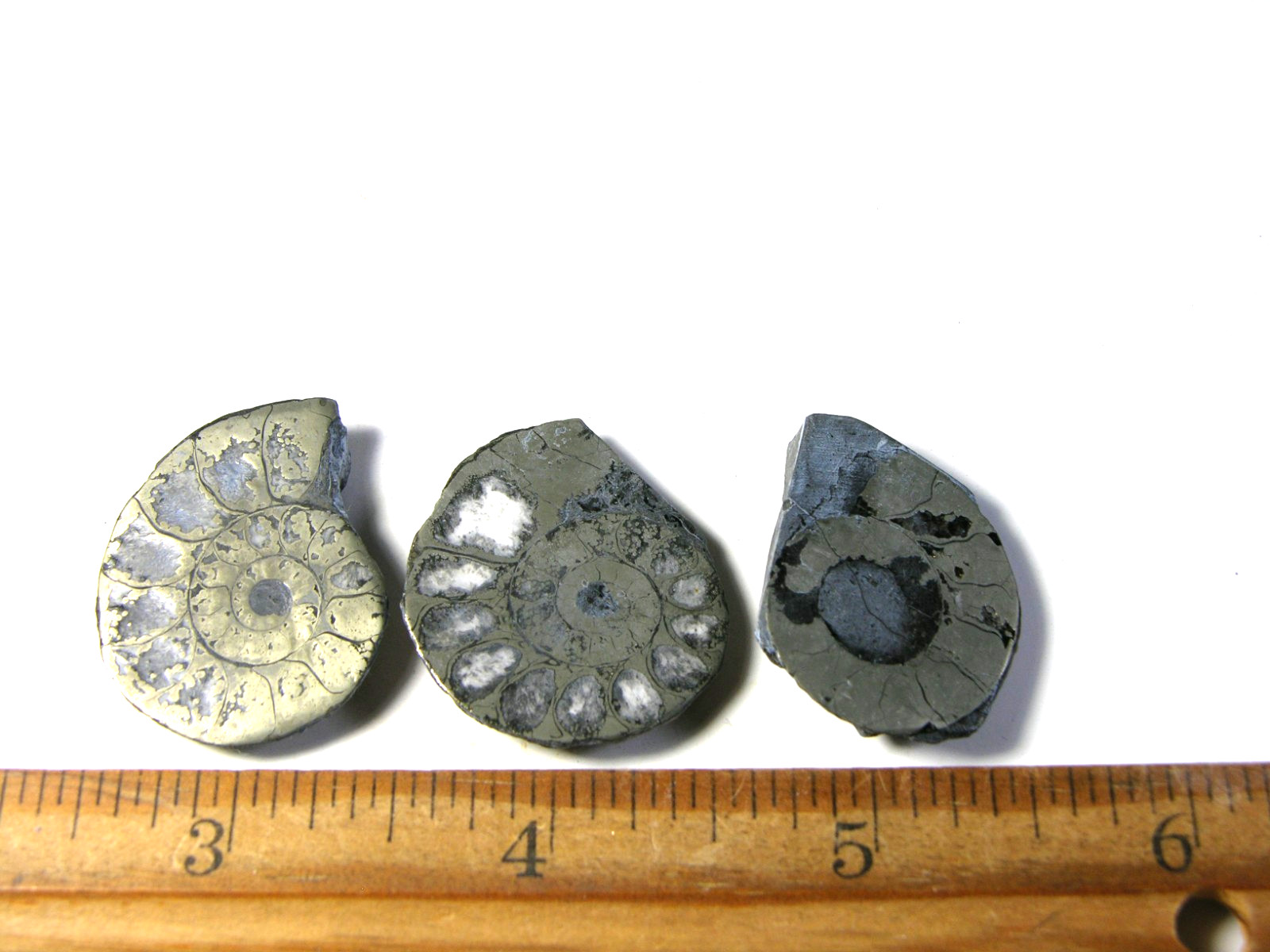 Ammonite pyrite replacement lot of 3 Jurassic polished RARE 1-1.5″ ap32