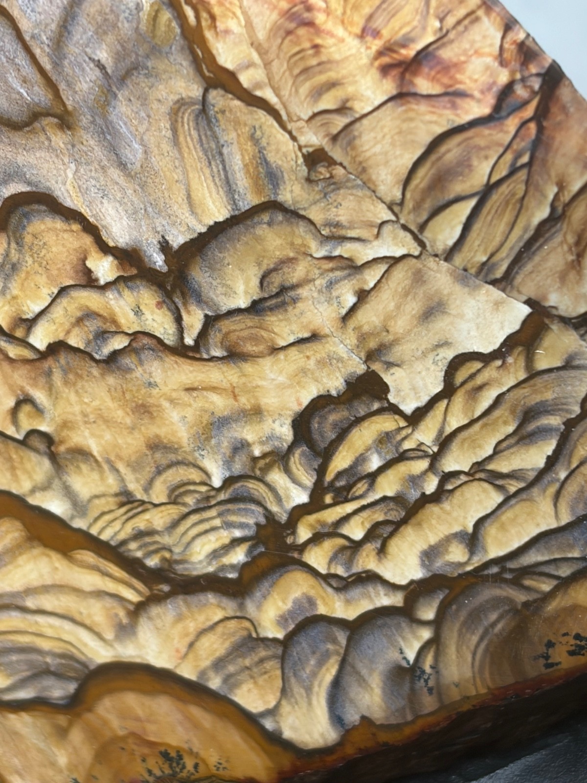 Rare Blue Biggs Picture Jasper Faced Polished Specimen AAA Quality Mountains