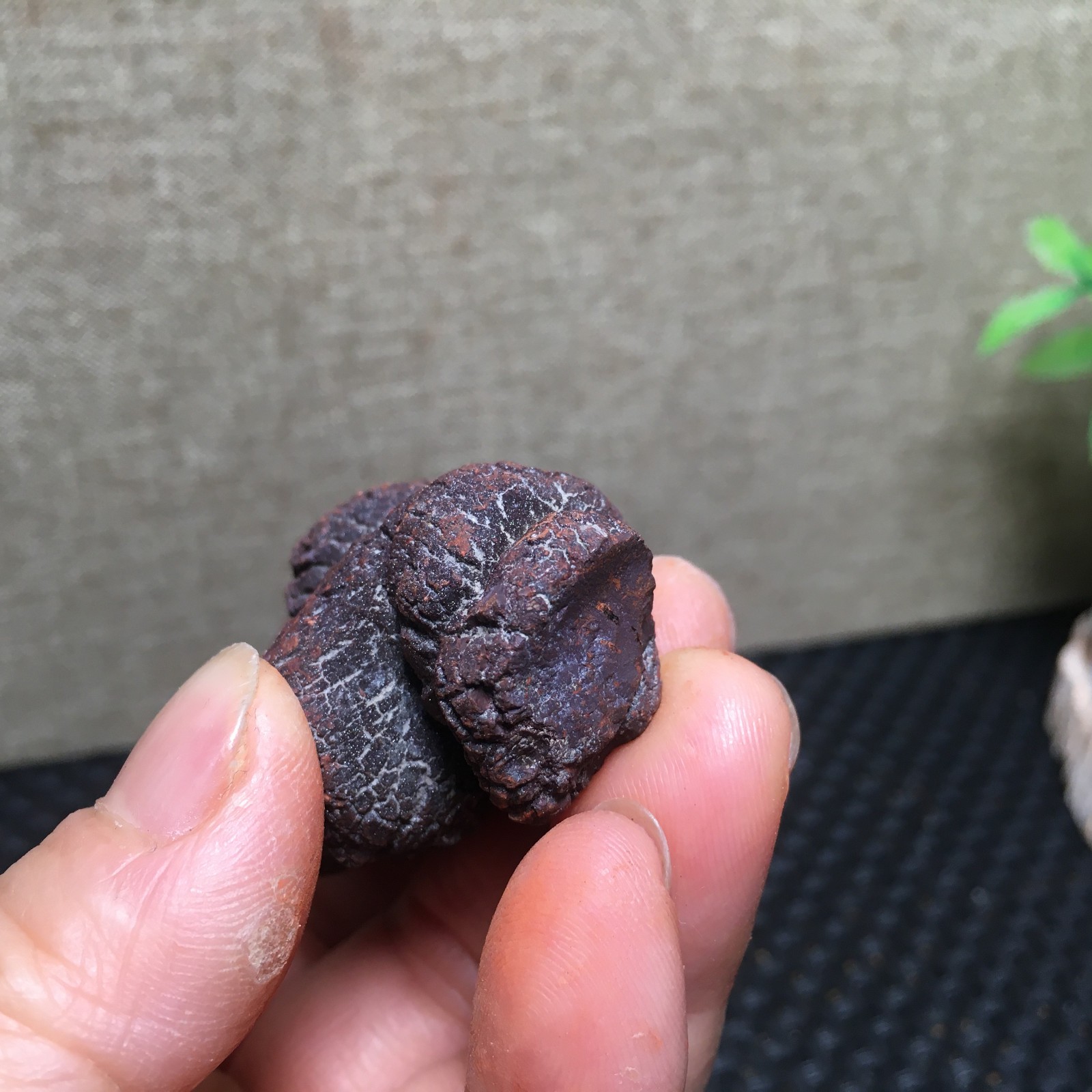 100g Natural dung coprolite Petrified Poop crystal Specimen fb1479