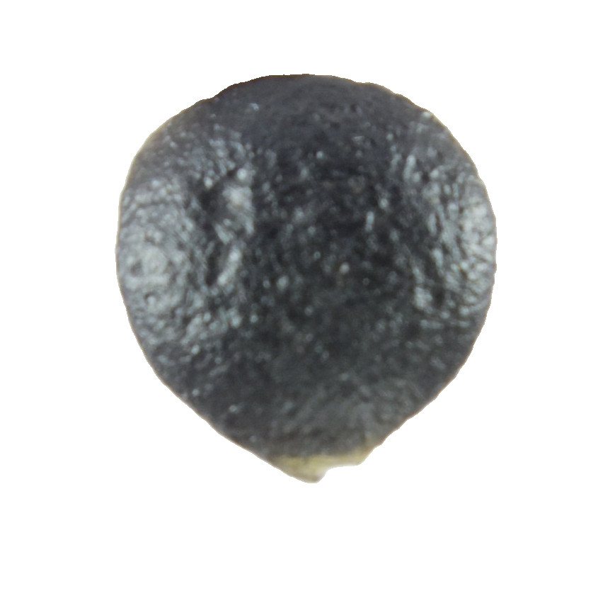 Australite Tektite, Sandpit nr Port Campbell. Victoria Australia (EA10444) Boxed