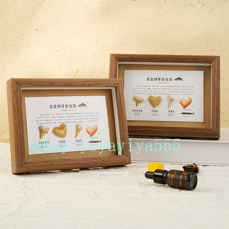 Natural shark tooth photo frame biological fossils marine animal specimens