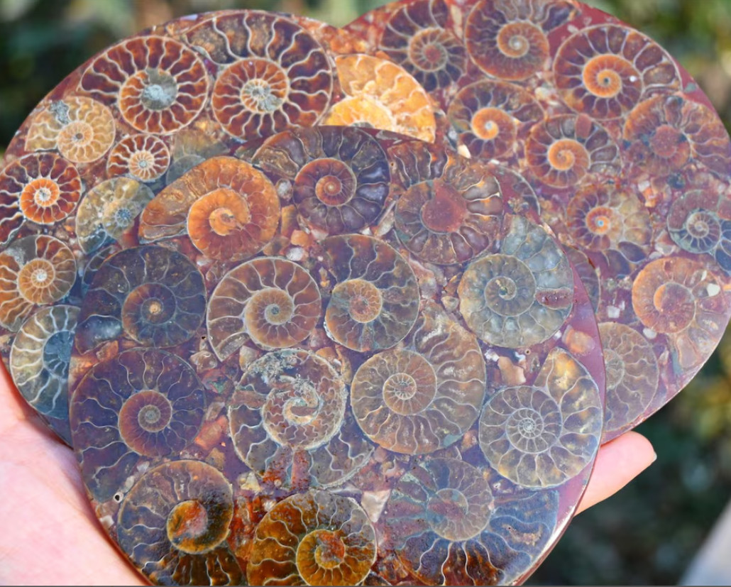 Natural Ammonite Fossil shell Plate specimen Reiki healing + Free Stand 1x